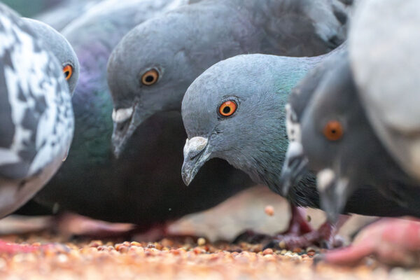 Pigeons of St. Louis: A new look at a cosmopolitan bird
