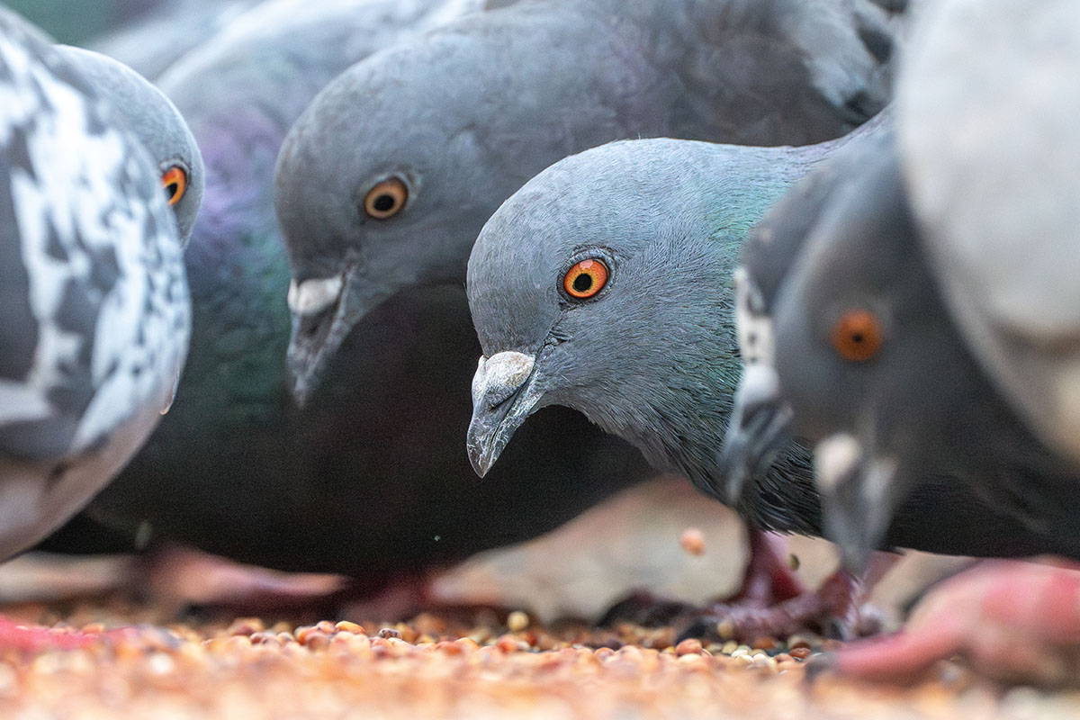 Pigeons of St. Louis: a new look at a cosmopolitan bird