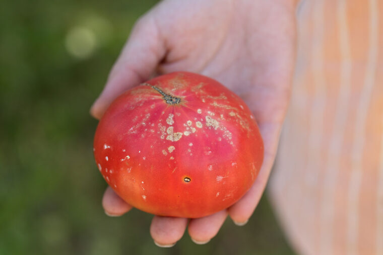 red tomato with brown spots