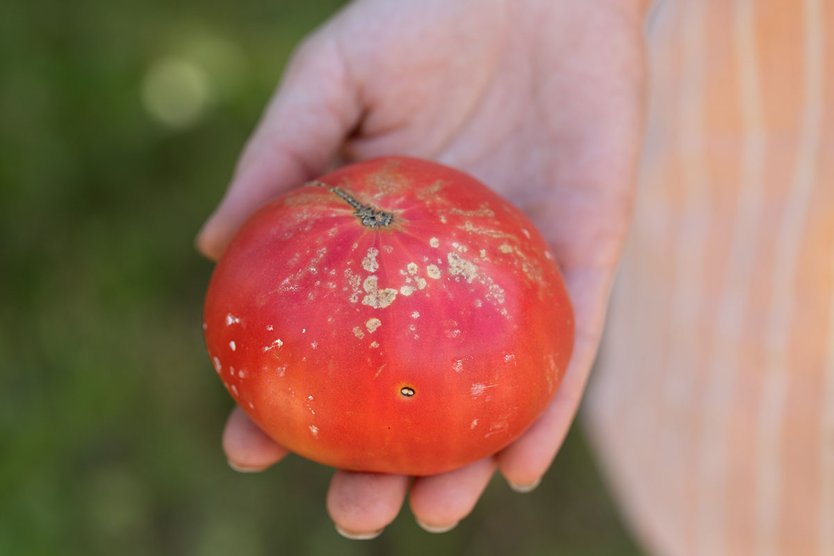 How harmful bacteria hijack crops