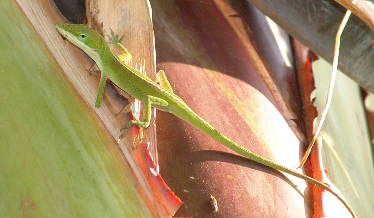 a lizard missing a hand