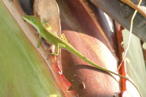 a lizard missing a hand