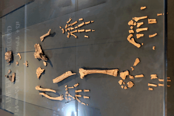 Analysis of 4.4-million-year-old ankle exposes how earliest ancestors moved, evolved