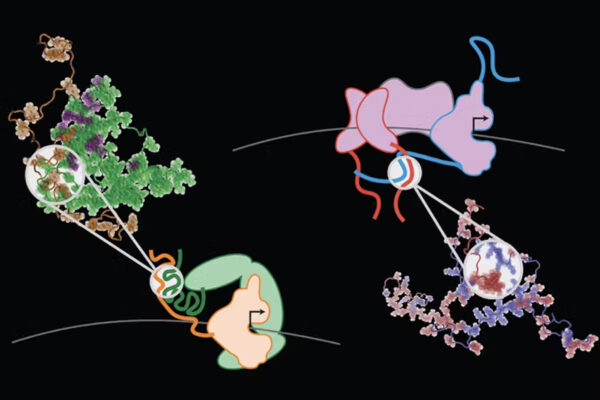 Understanding intrinsically disordered protein regions and their roles in cancer