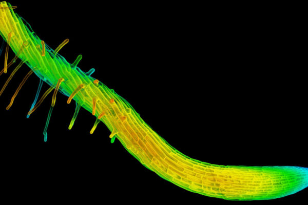 Plant science with a twist
