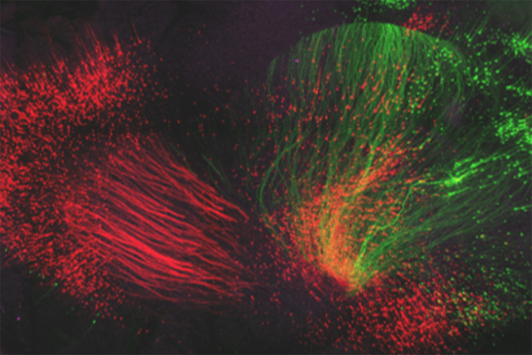 Applications sought for Neuroprep Scholars program