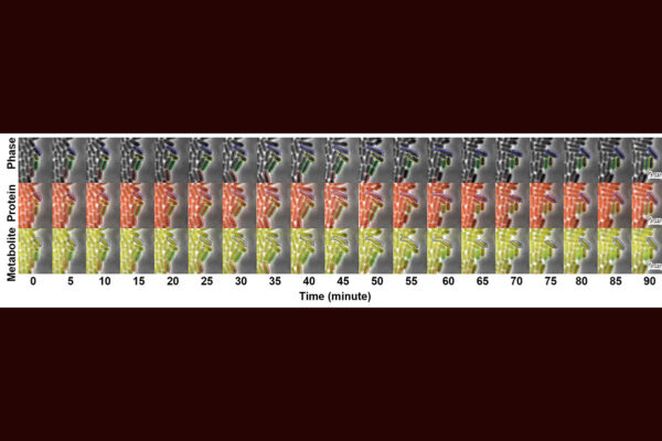 Exploring metabolic noise opens new paths to better biomanufacturing