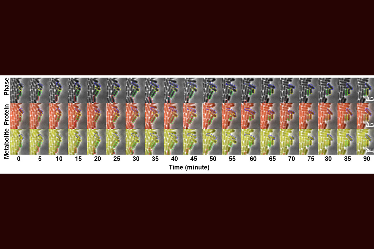 Exploring metabolic noise opens new paths to better biomanufacturing