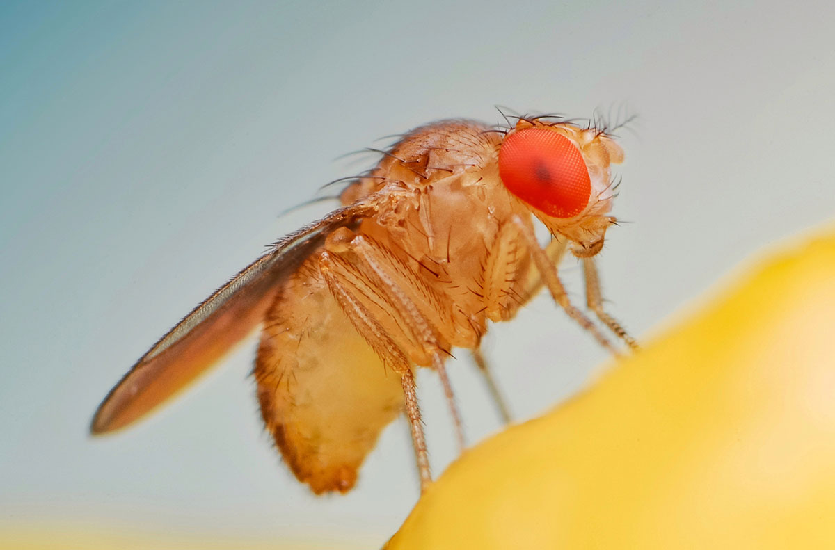 Courtship is complicated, even in fruit flies