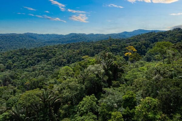 WashU scientists join 40-year study tracking changing tropical forests