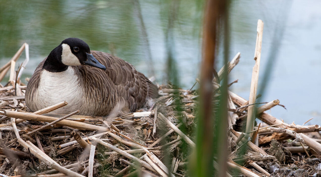 a Canadian goose in a nest by a pond in forest park