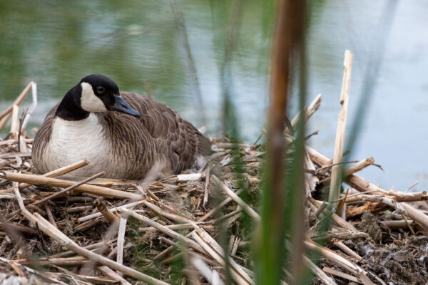 Putting the ‘forever’ in Forest&nbsp;Park
