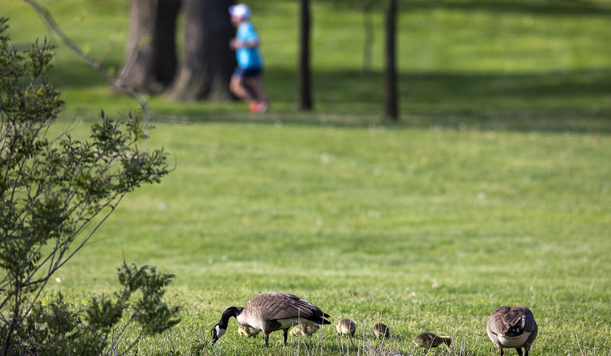 a goose family in forest park