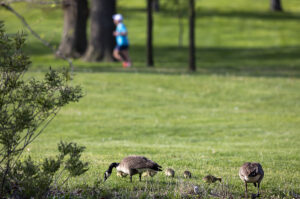 a goose family in forest park