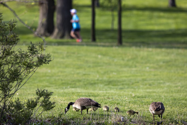 Putting the ‘forever’ in Forest&nbsp;Park