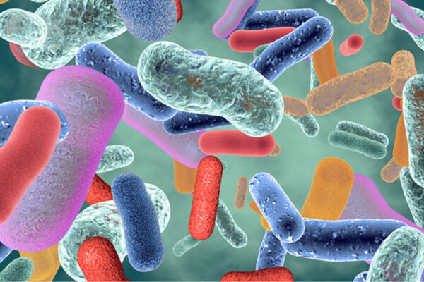Finding predictability in the teeming world of bacteria