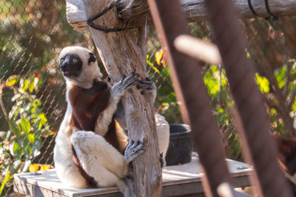 New initiative launches to save primates, transform global conservation approaches