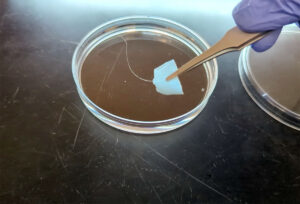 a tiny fiber over a petri dish