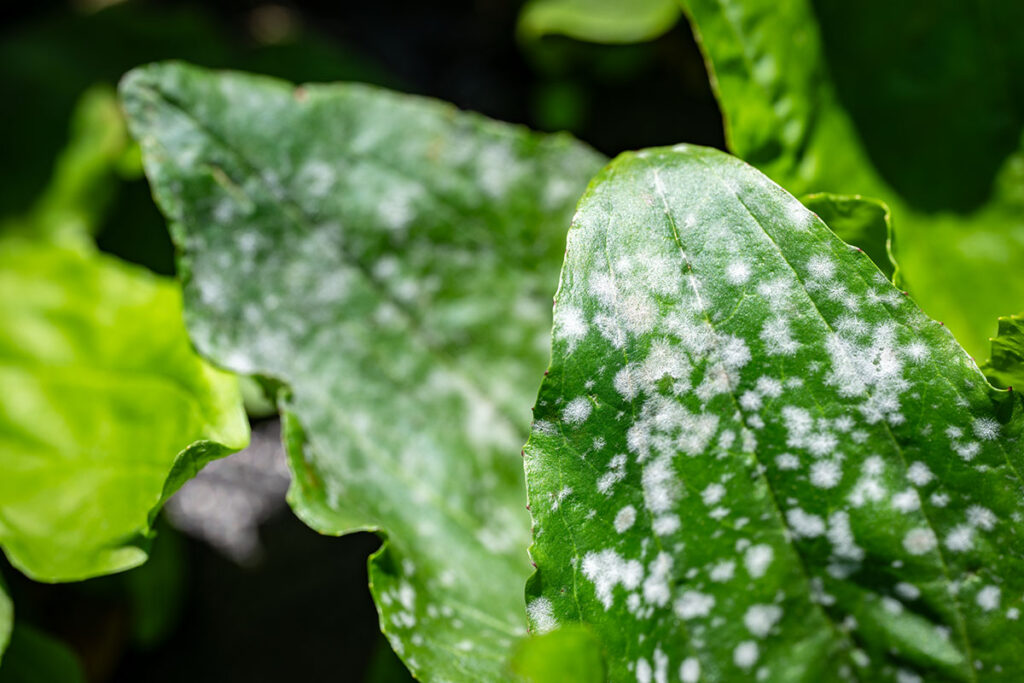 white mildew on a plant's leaves