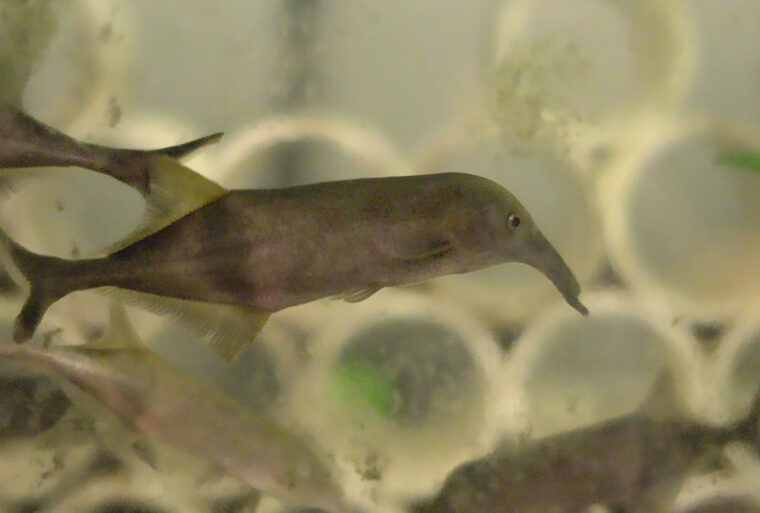 a fish in their tank