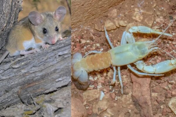 What mice and crayfish can teach us about evolution 