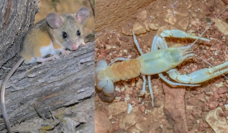 mice and crayfish