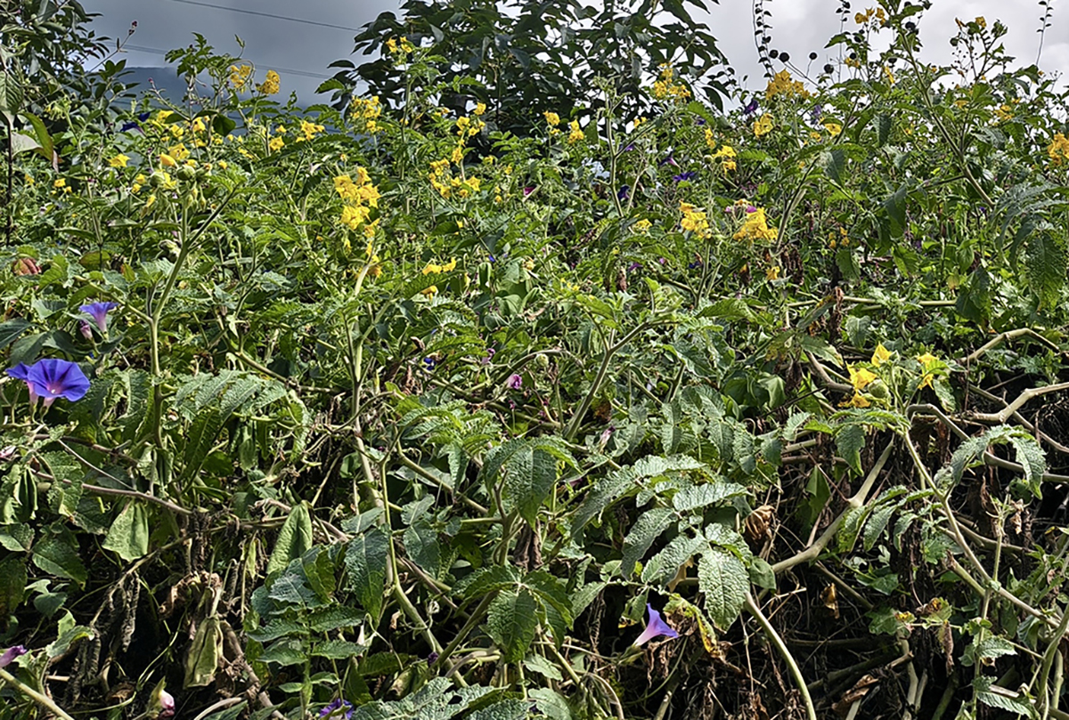 Unlocking the Secrets of Wild Plants to Combat Disease Threats