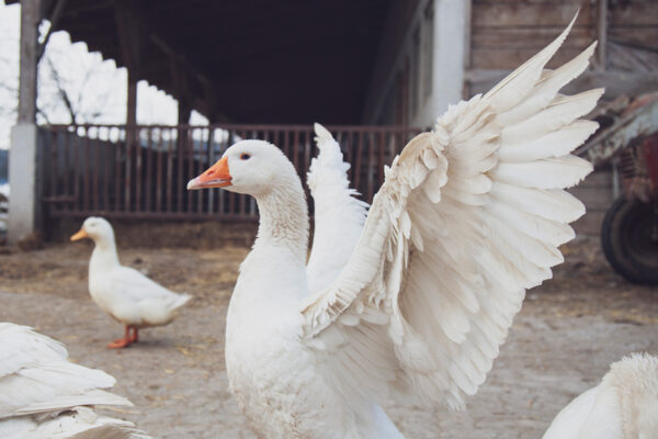 Nasal spray vaccine protects against bird flu in mice 