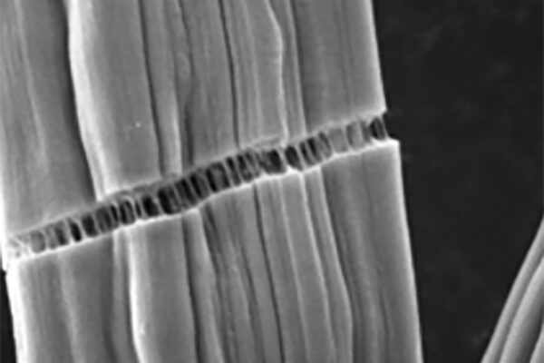 Clearing the way for renewable carbon fiber production
