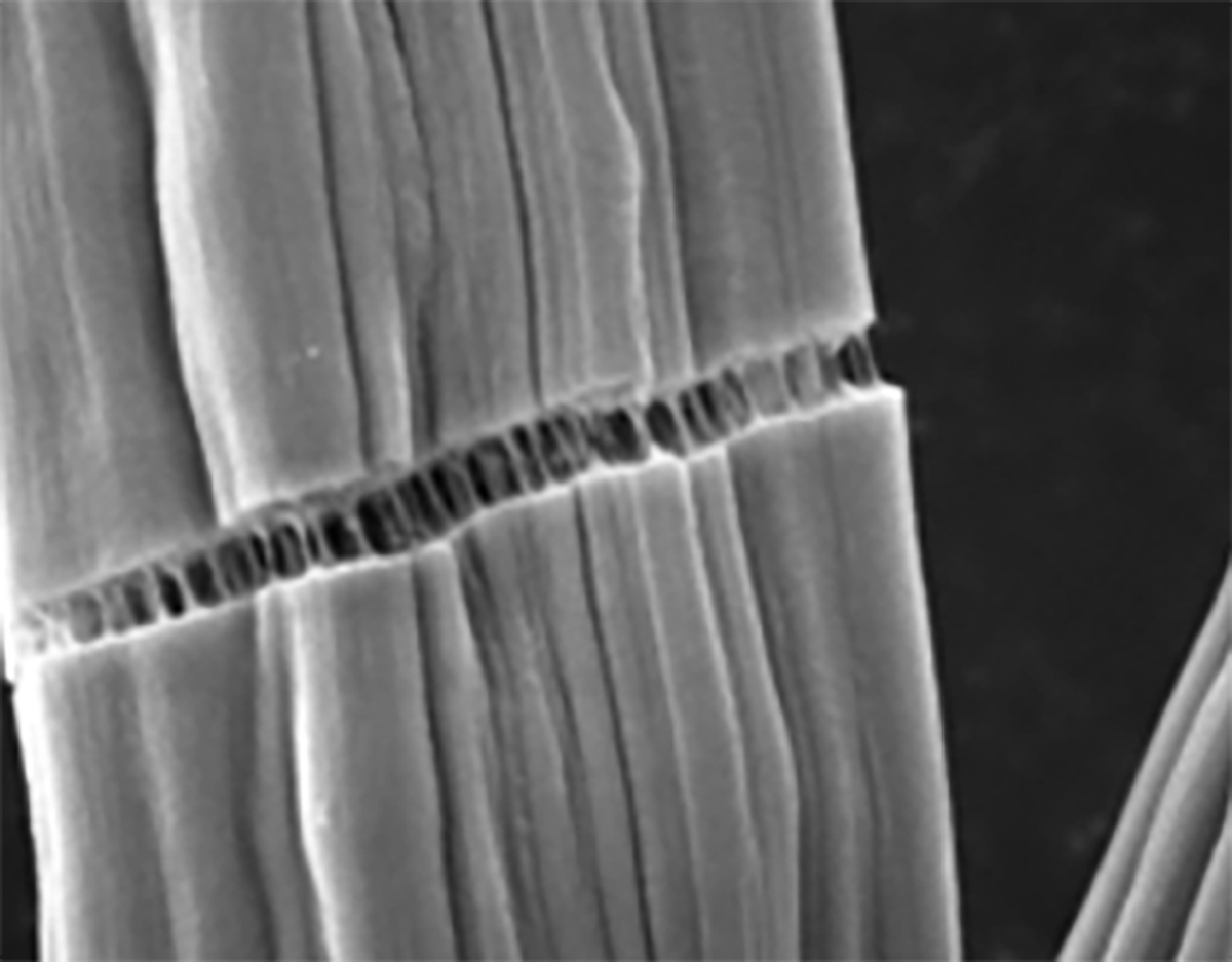 Clearing the way for renewable carbon fiber production