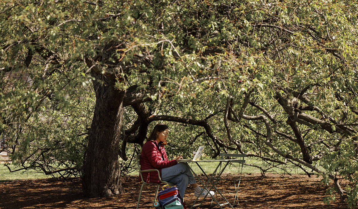 a young woman sits under a short tree with a sprawling canopy on WashU campus
