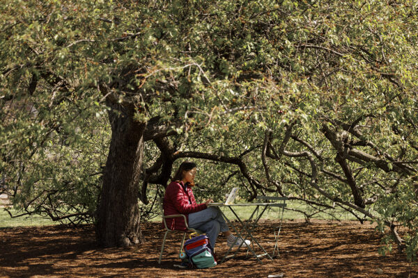 Wild crabapples have genetic potential to improve domestic varieties