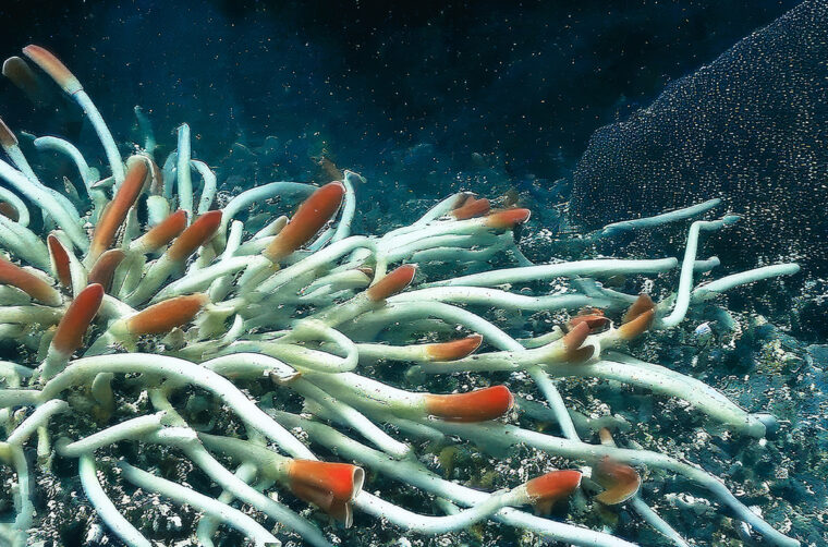 tube worms with bright red tips at the sea floor