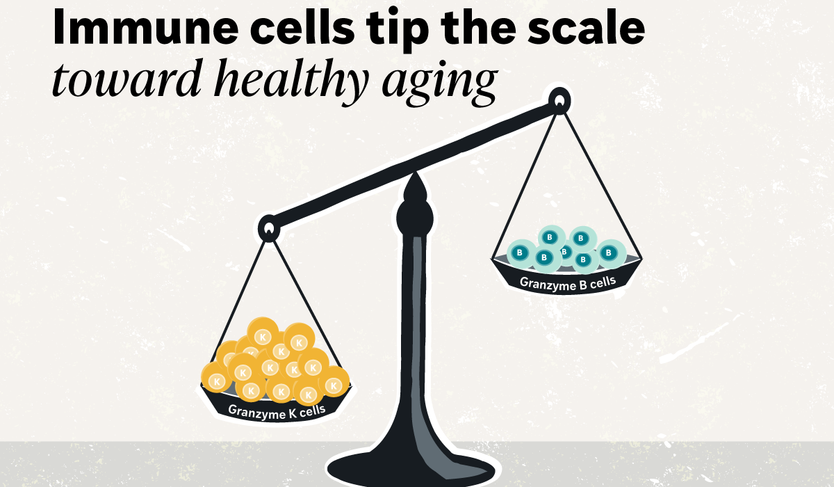 graphic of immune cells on a scale
