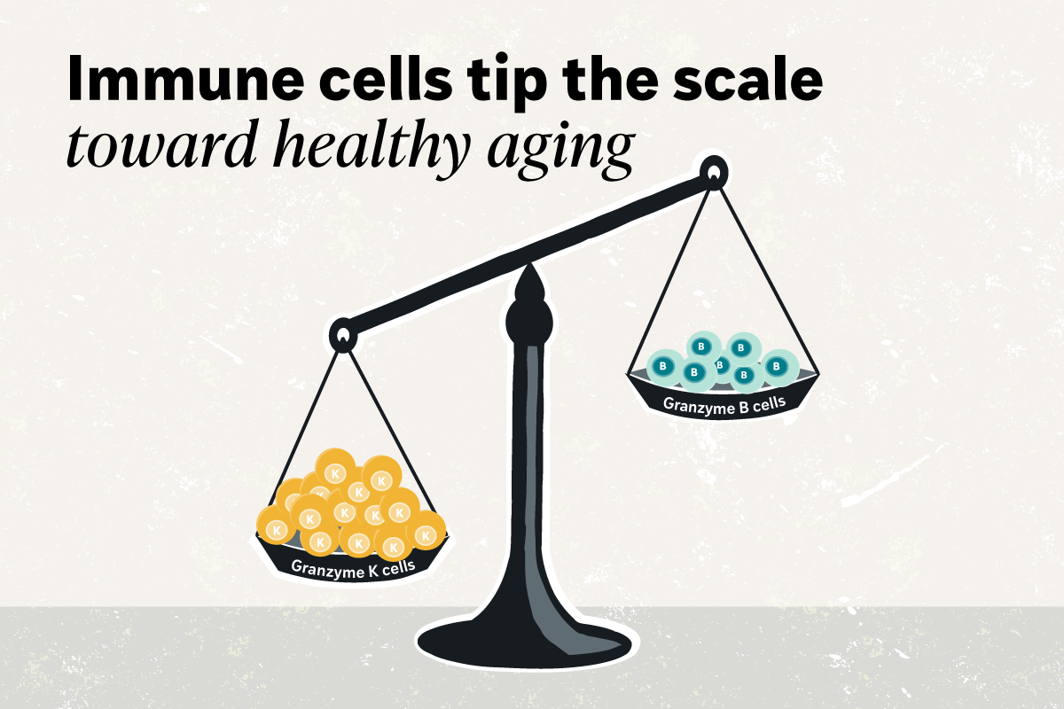 Immune cell map uncovers how individual aging trajectories diverge