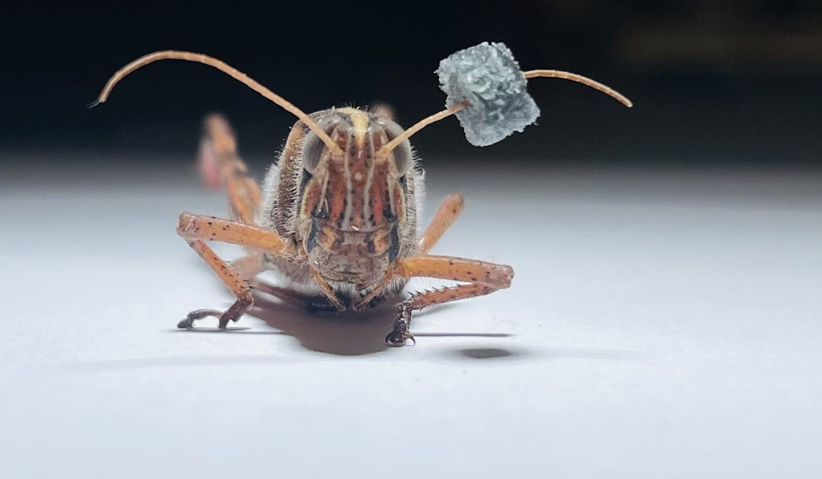 locust with foam on antenna