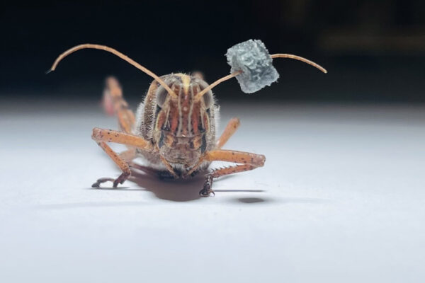 Locusts get a sensory assist from nanomaterials