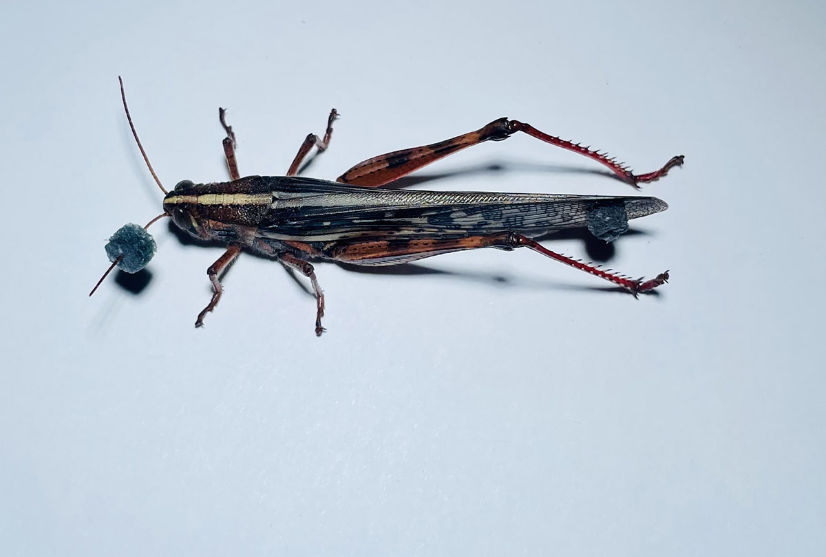 Locusts get a sensory assist from nanomaterials - The Source - WashU